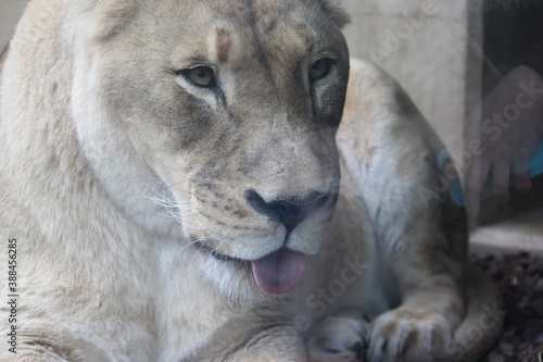 portrait of a lion queen