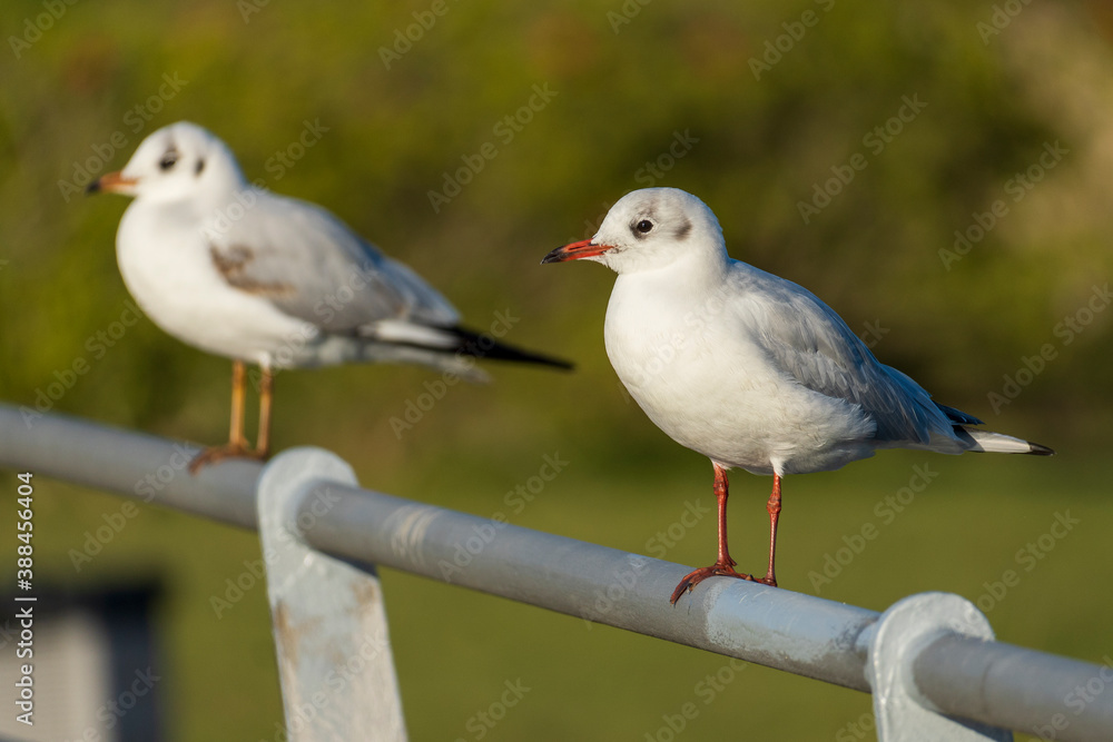Fototapeta premium Mediterranean GullIchthyaetus melanocephalus Costa Ballena Cadiz