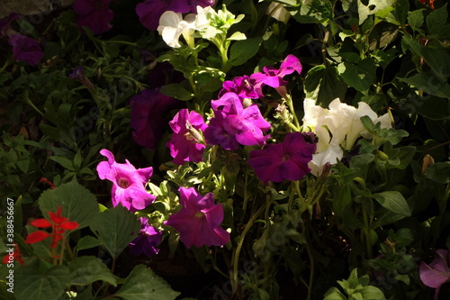 pink and white flowers