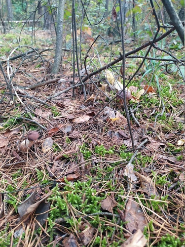 forest in autumn with mushrooms in moss