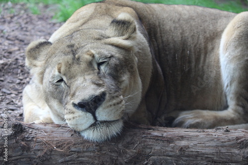 lion and lioness