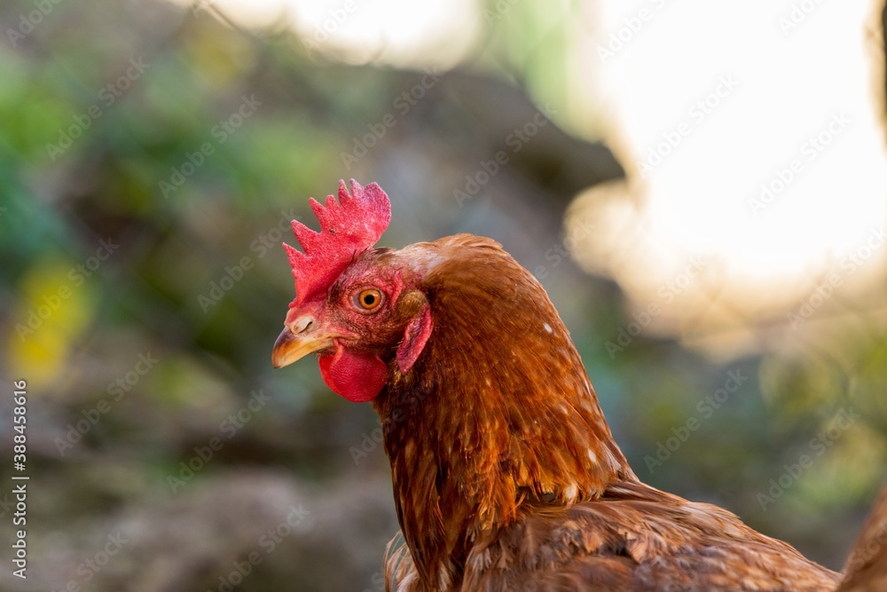 portrait of chicken in poultry yard