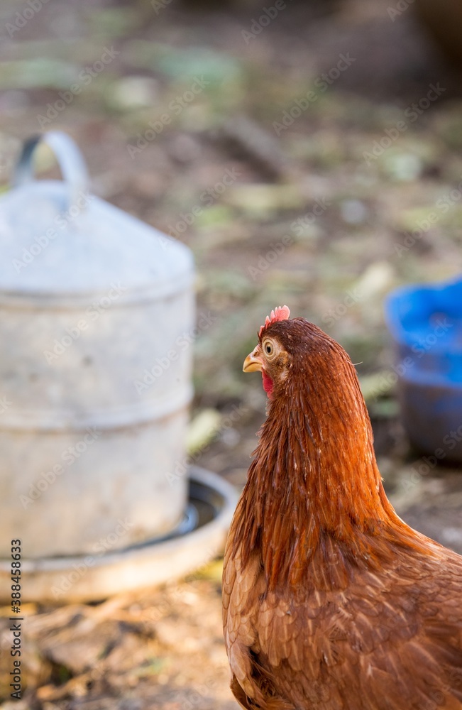 Fototapeta premium portrait of chicken in poultry yard