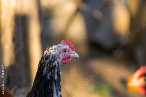 portrait of chicken in poultry yard