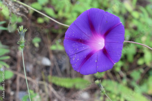purple flowers in the garden