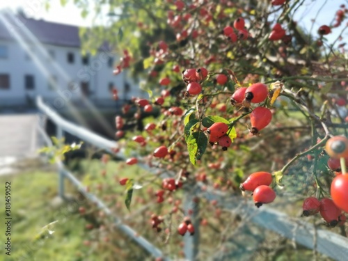 Hagebutten auf dem Dorf photo