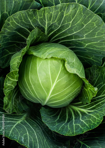 cabbage field green farm greenhouse background leaves head sun day