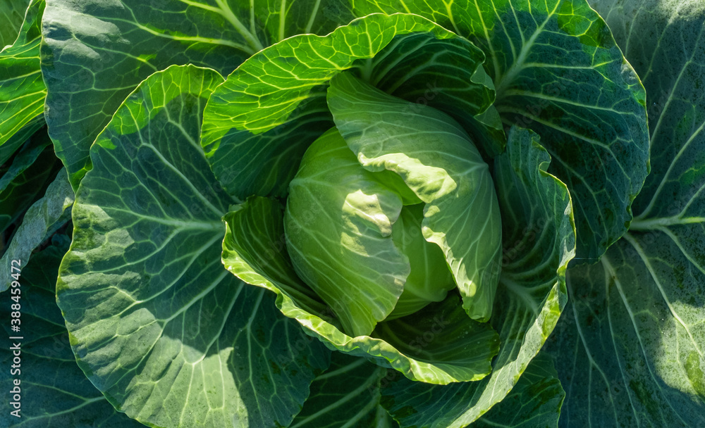 Obraz premium cabbage field green farm greenhouse background leaves head sun day