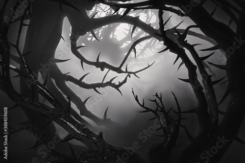 bw dark forest with thorny bushes in fog