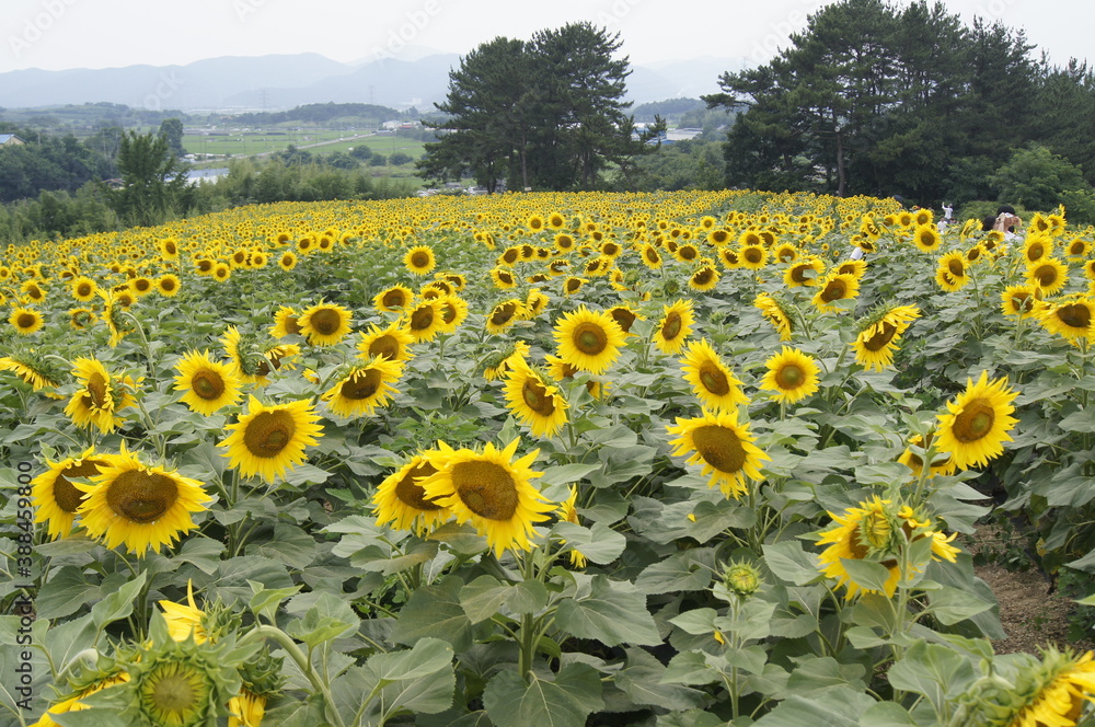 Obraz premium SONY DSC