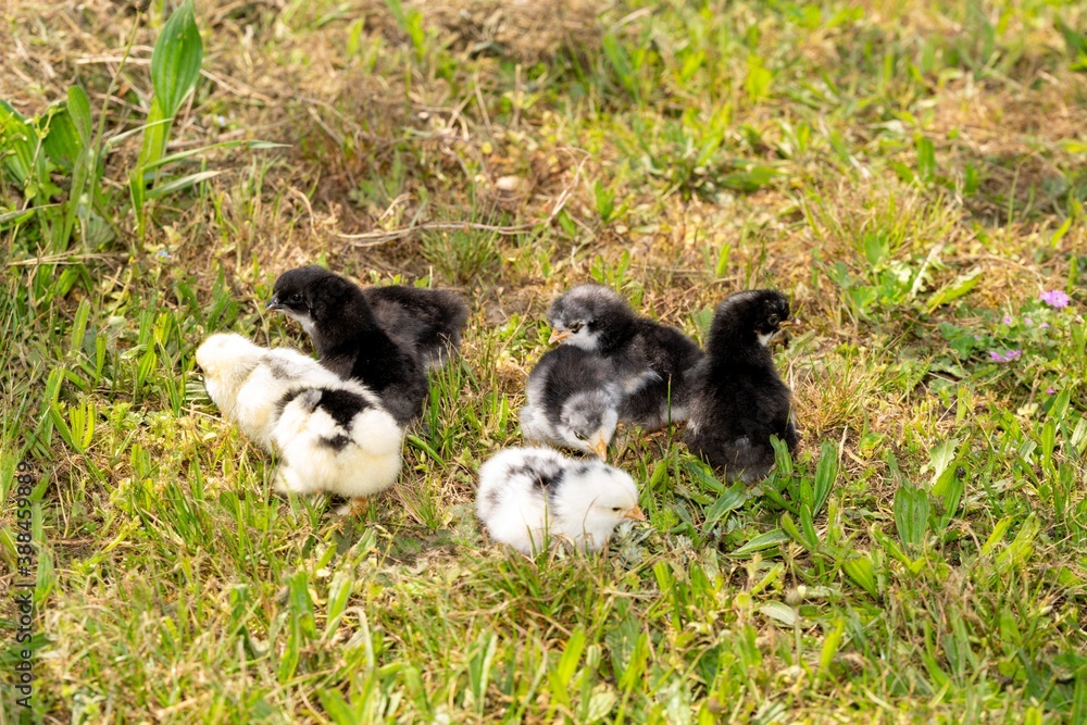 Naklejka premium group of chicks in the grass