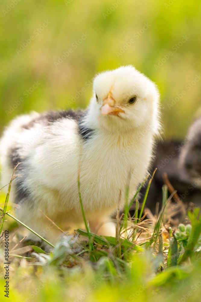 group of chicks in the grass group of chicks in the grass