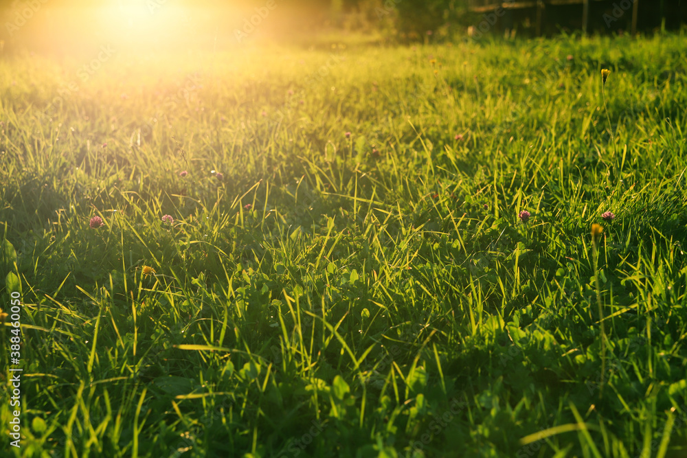 Grass on field and sun rays background. Beautiful sunset in summer. Nature texture with sunny rays Grass on field and sun rays background. Beautiful sunset in summer. Nature texture with sunny rays