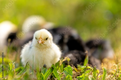 group of chicks in the grass