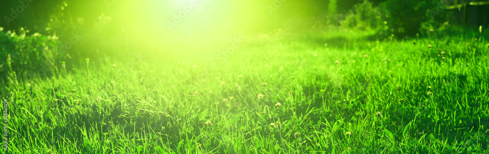 Creative nature banner with grass on field and sun rays, toned in green color. Beautiful sunset in summer. Abstract texture Creative nature banner with grass on field and sun rays, toned in green color. Beautiful sunset in summer. Abstract texture