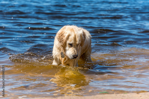 White Golden Retriever Hunting for Fish in a Bay