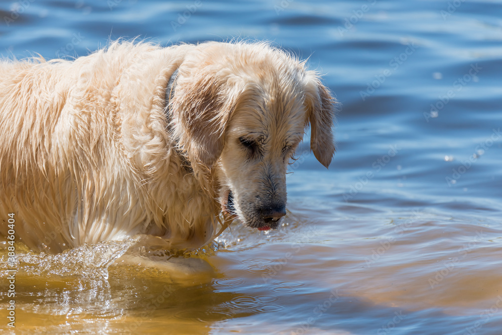 White Golden Retriever Hunting for Fish in a Bay White Golden Retriever Hunting for Fish in a Bay
