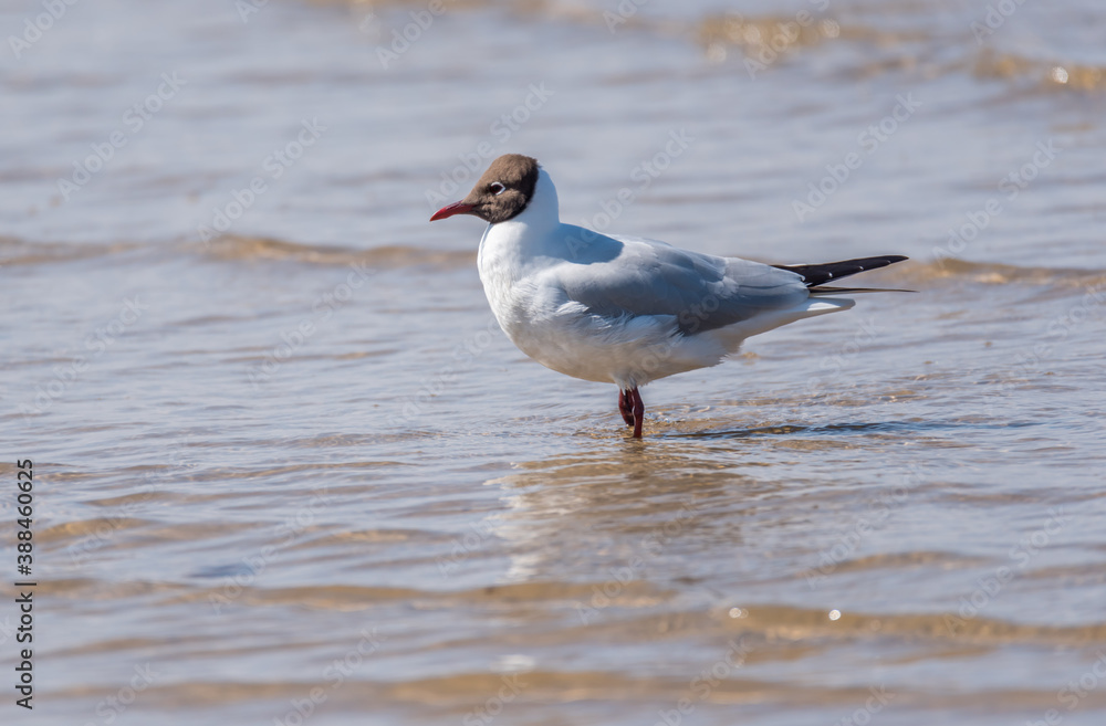 Black Headed Seagull on the Baltic Sea Coast