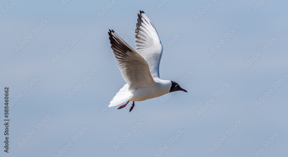 Black Headed Seagull on the Baltic Sea Coast Black Headed Seagull on the Baltic Sea Coast