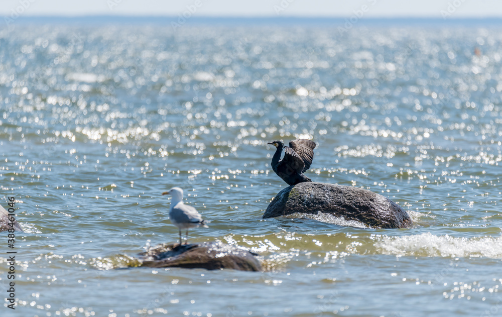 Great Black Cormorant on a Rock on the Baltic Sea Coast Great Black Cormorant on a Rock on the Baltic Sea Coast