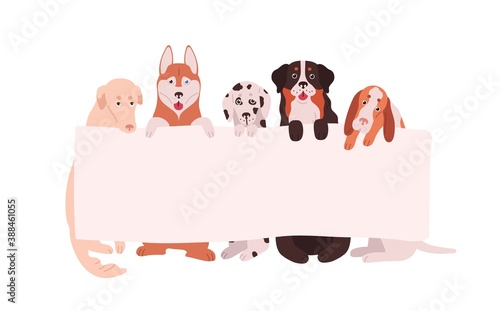 Cute dogs holding empty horizontal advertising banner with a place for text. Funny domestic animals with blank sign isolated on white background. Vector illustration in flat cartoon style photo