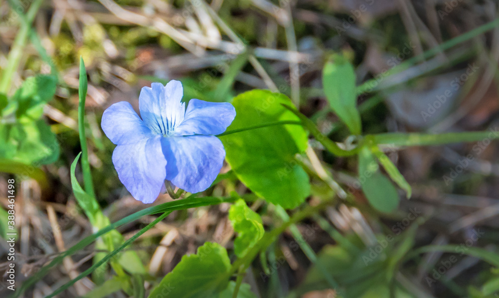 Closeup of a small Blue Wildflower in Spring Closeup of a small Blue Wildflower in Spring