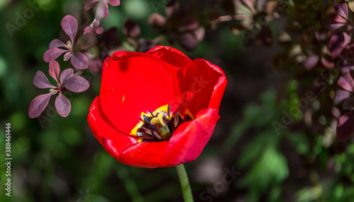Red Tulip in a Garden in Spring