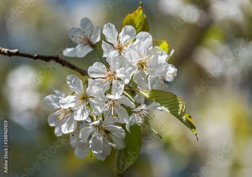 Closeup of a small White Wildflower in Spring