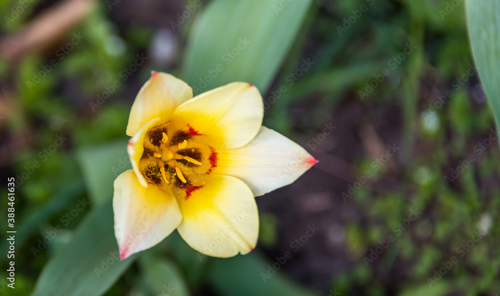 Daffodils in Spring in a Garden