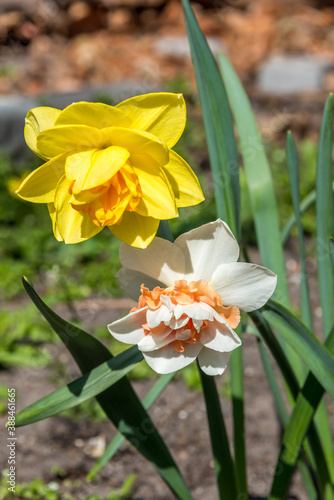 Daffodils in Spring in a Garden