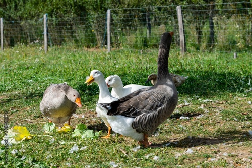group of ganders and ducks