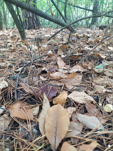 noble mushroom in the autumn forest