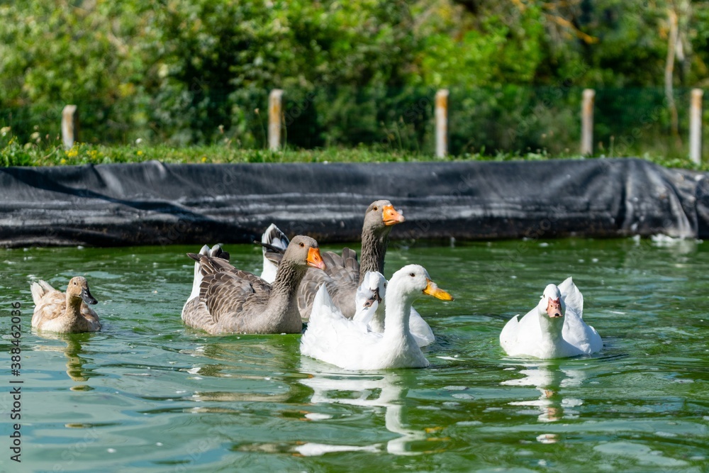 Fototapeta premium group of ganders and ducks on the water