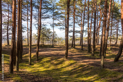 Hiking Path in a Forest in Latvia © JonShore