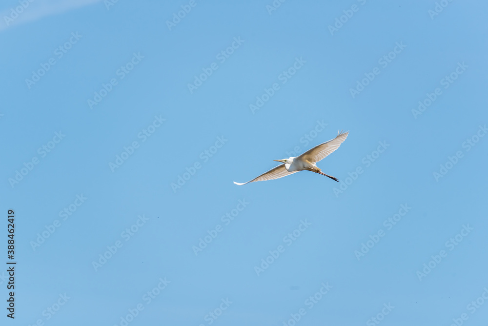 Great White Egret Flying over a Wetland in Latvia Great White Egret Flying over a Wetland in Latvia