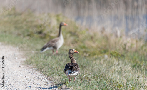 Grey Geese in a Wetland in Latvia in Spring