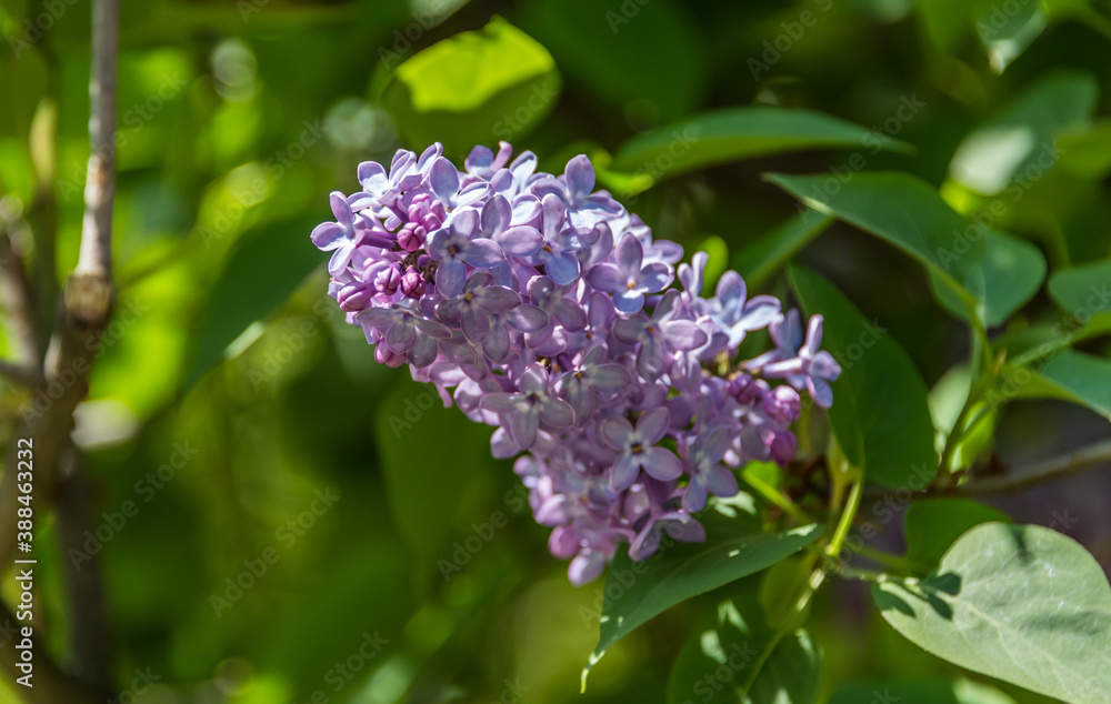 Lilacs Blooming in Spring in Northern Europe