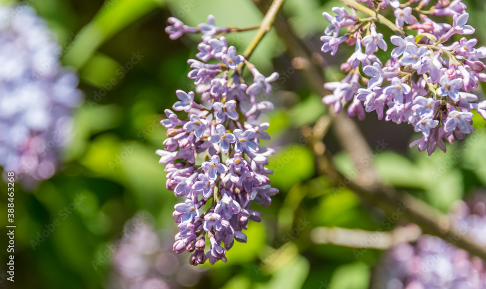 Lilacs Blooming in Spring in Northern Europe Lilacs Blooming in Spring in Northern Europe