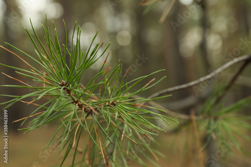 Pine tree branches, close up and selective focus