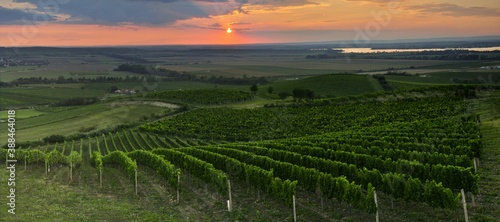 Fototapeta Naklejka Na Ścianę i Meble -  vineyard at sunset
