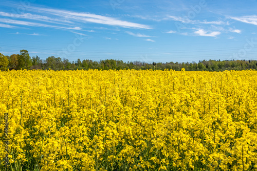 Field of Yellow Rap Seed Flowers on a Sunny Day