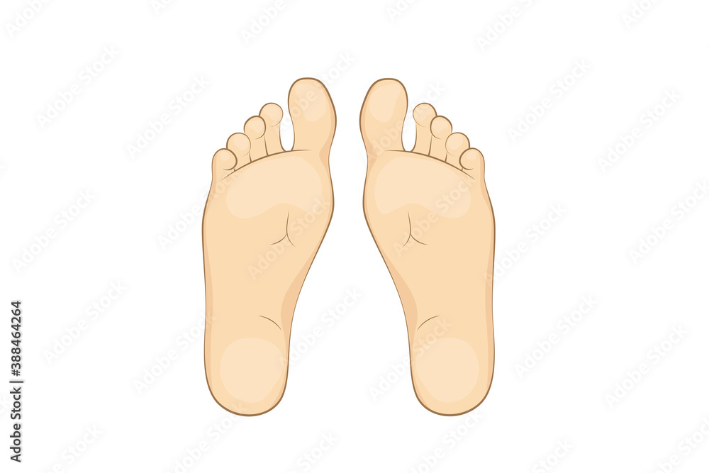 Vector illustration of a mans soles. Vector illustration of a mans soles.