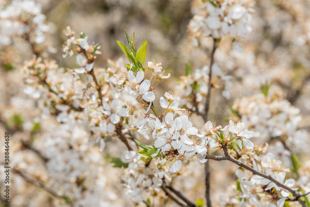 White Plum Tree Blossoms in Spring