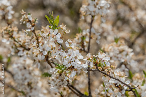 White Plum Tree Blossoms in Spring © JonShore
