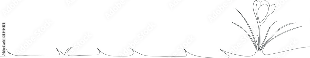 Crocuses - vector one line drawing for web design. Beautiful flower arrangement for splash decoration. Crocuses - vector one line drawing for web design. Beautiful flower arrangement for splash decoration.