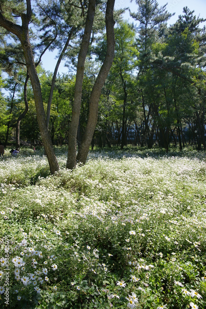 Obraz premium SONY DSC