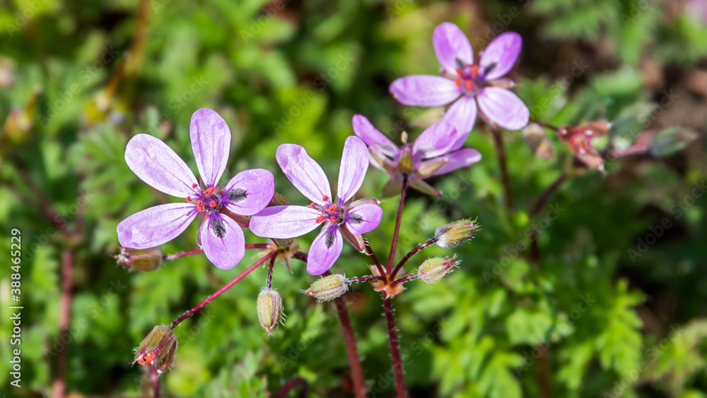 Closeup of New Pink Wildflowers in Spring Closeup of New Pink Wildflowers in Spring
