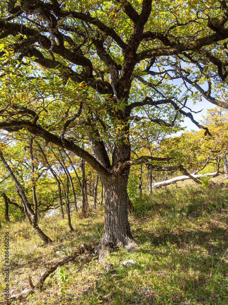 Autumn in a natural Park, trees in yellow decoration, blue sky and a warm Sunny day. Autumn in a natural Park, trees in yellow decoration, blue sky and a warm Sunny day.