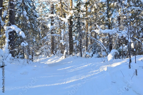 Winter landscape in a taiga forest with deep snowdrifts, clear sky, snow-covered tree branches.