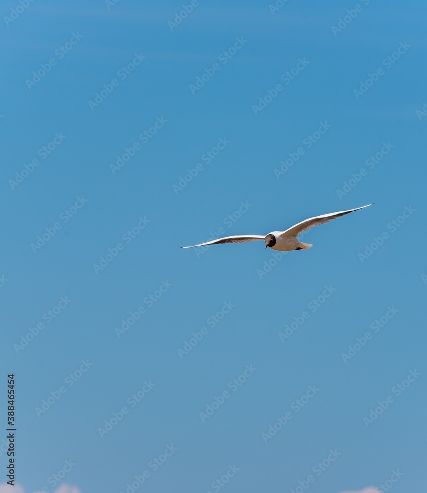 Black Headed Seagull Flying over the Baltic Sea Coast Black Headed Seagull Flying over the Baltic Sea Coast